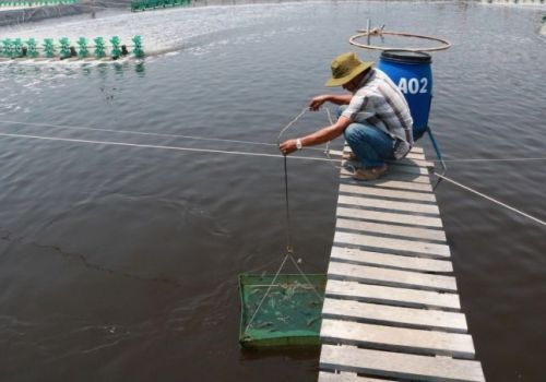 Người nuôi tôm nước lợ đối mặt chồng chất khó khăn