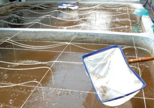 Kỹ thuật ương tôm giống