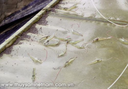Thức ăn giá rẻ từ phụ phẩm cá rô phi
