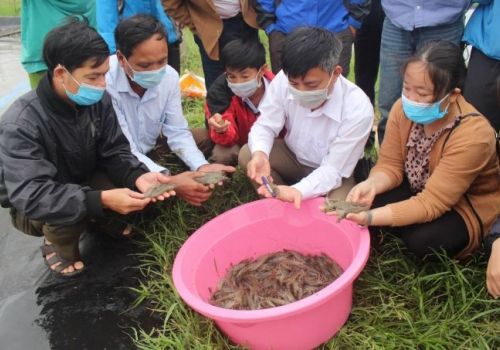 Nuôi tôm trên cát sử dụng nước biển ven bờ