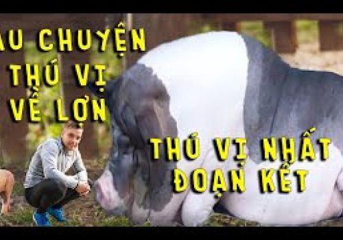 Những câu chuyện thú vị về loài lợn