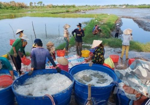 Mô hình ‘Con tôm ôm cây lúa’ lên tầm cao mới