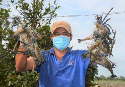 Nông dân tuổi Dần và tuyệt chiêu cho tôm “chung nhà” với lúa, thu nửa tỷ đồng/năm