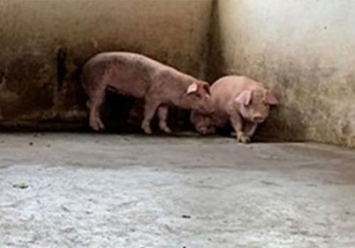 Khánh Hòa: Xuất hiện dịch tả heo châu Phi ở Phước Đồng