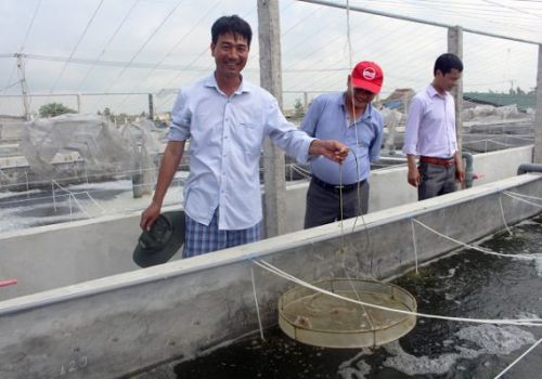 Nam Định: Hiệu quả từ mô hình nuôi tôm trong bể xi măng ở Hải Đông