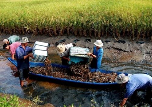 Năm 2022, cả nước sẽ phát triển 200 nghìn ha tôm-lúa