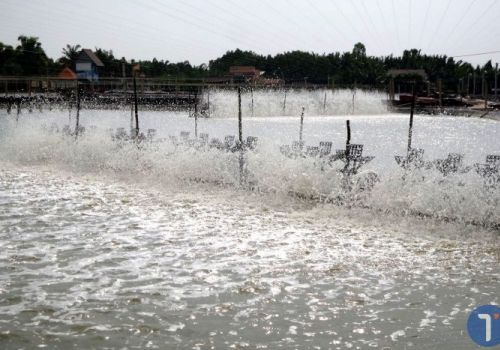 So sánh hiệu quả của các dạng máy tạo khí ao tôm