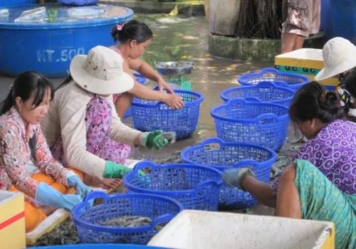 Lạm dụng hóa chất, kháng sinh cấm trong nuôi tôm đang tăng
