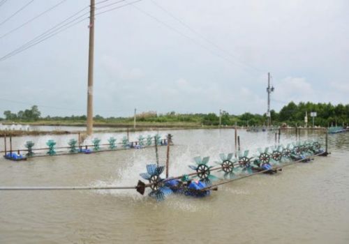 Sóc Trăng phát triển mạnh ngành nuôi tôm nước lợ