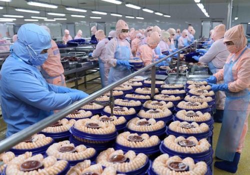 Tận dụng lợi thế, đẩy mạnh xuất khẩu tôm sang Nhật Bản