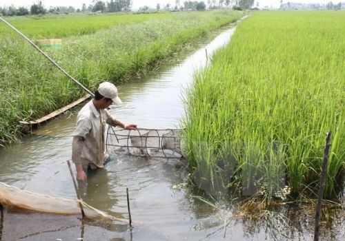 Bạc Liêu: Huyện Hồng Dân xuống giống hơn 26.000ha vụ tôm trên đất lúa