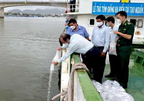 Ninh Thuận thả 670.000 tôm sú giống tái tạo nguồn lợi thủy sản