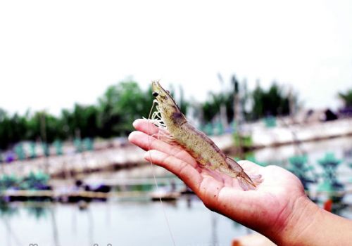 Thời gian đông máu của tôm