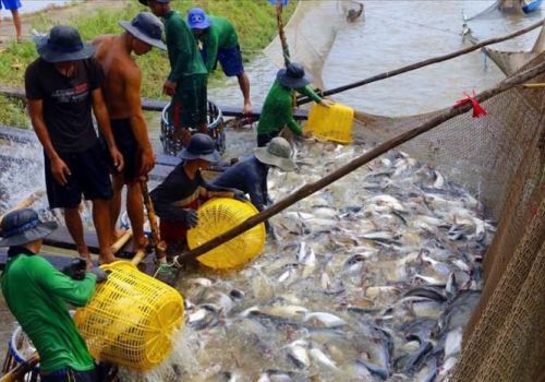 Vực dậy ngành hàng cá tra từ ‘cú hích’ trong tháng đầu năm mới