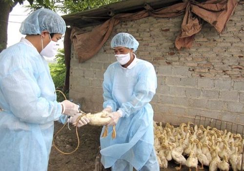 Triển khai quyết liệt các giải pháp kiểm soát phòng, chống bệnh cúm gia cầm