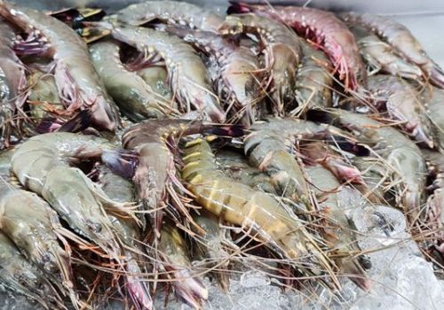 Giá tôm ở miền Tây tăng mạnh