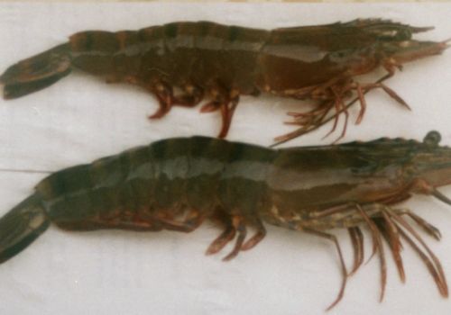 Bệnh liên quan đến mang của tôm