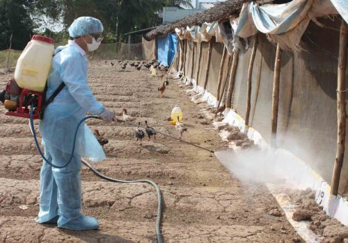 Khánh Hòa: Kiểm soát dịch bệnh trên gia súc, gia cầm