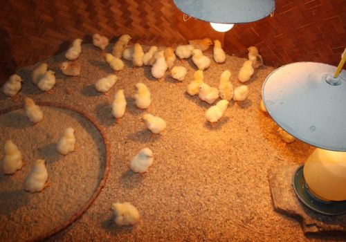MỘT SỐ ĐIỀU CẦN LƯU Ý KHI CHĂN NUÔI GÀ ĐẺ VÀ GÀ CON