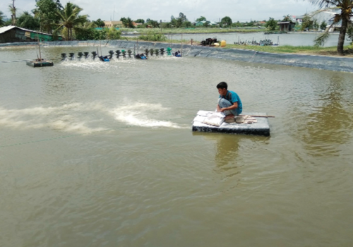 Chuẩn bị ao tôm để phòng chống dịch bệnh