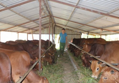 Nam Định có 44/60 xã khống chế được bệnh viêm da nổi cục