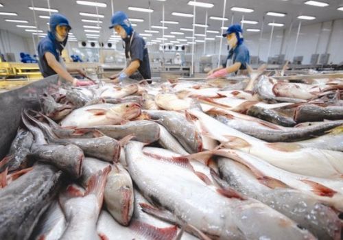 Xuất khẩu cá tra ở ĐBSCL: Hướng đến mục tiêu đạt hơn 1,6 tỉ USD