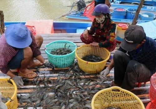 Xuất khẩu thủy sản Cà Mau chuyển mình thời hậu COVID-19