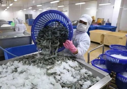 Xuất khẩu tôm trong tháng 4 sẽ tiếp tục tăng