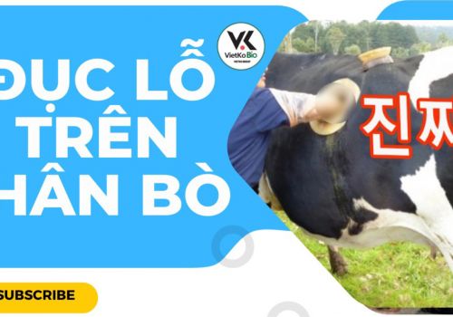 KỸ THUẬT ĐỤC LỖ TRÊN THÂN BÒ