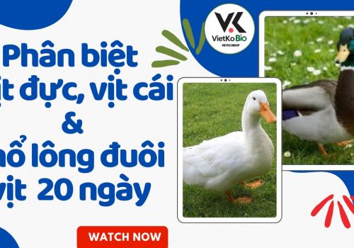 Phân biệt Vịt đực, cái  & Cắt lông đuôi cho Vịt ở 20 ngày tuổi
