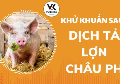 Khử khuẩn chuồng trại sau dịch tả lợn Châu Phi