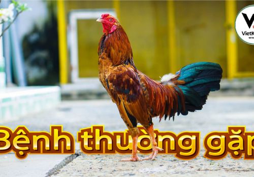 Bệnh thường gặp ở Gà