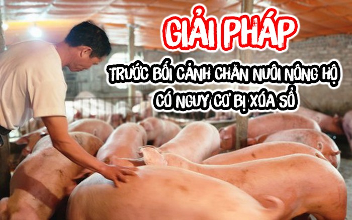 Giải pháp nào trước bối cảnh chăn nuôi nông hộ trước nguy cơ bị “xóa sổ” ẢNH BÌA