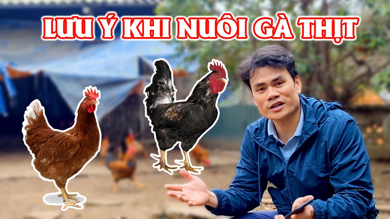 MỘT SỐ LƯU Ý KHI NUÔI GÀ THỊT