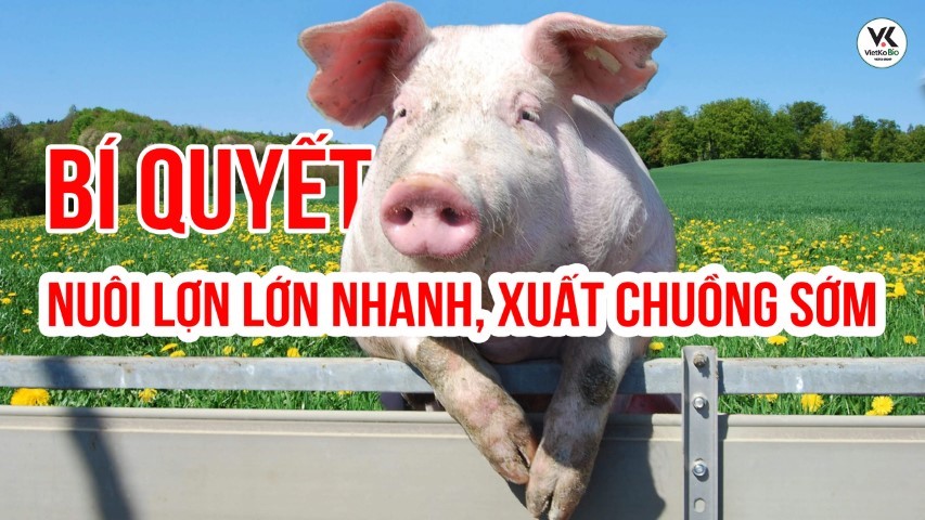 Bí quyết nuôi lợn lớn nhanh, xuất chuồng sớm!