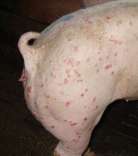 Circo_Virus