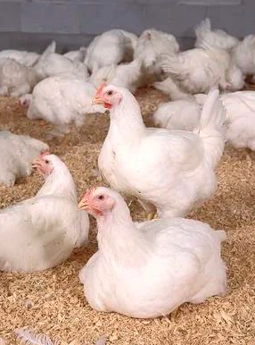 Giá trứng tăng trên toàn cầu do bùng dịch cúm gia cầm