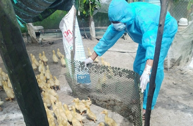 H5N1