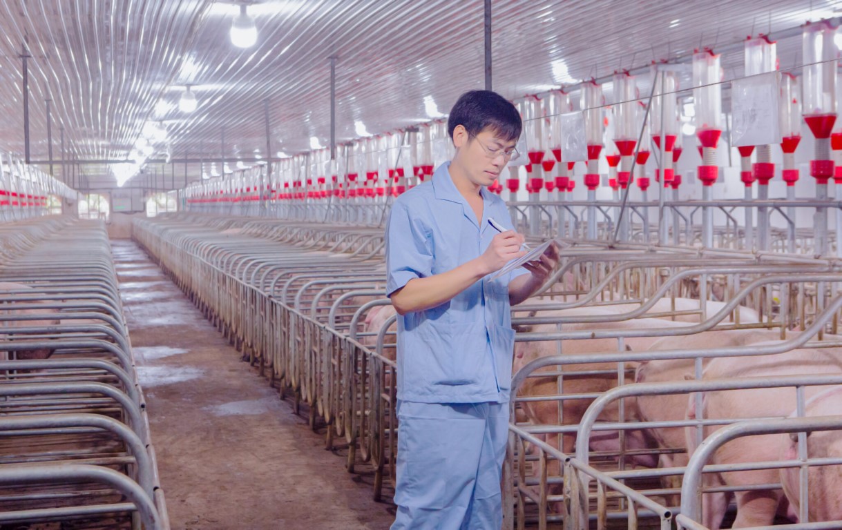Bí quyết của chăn nuôi heo bền vững là chủ động nguồn con giống