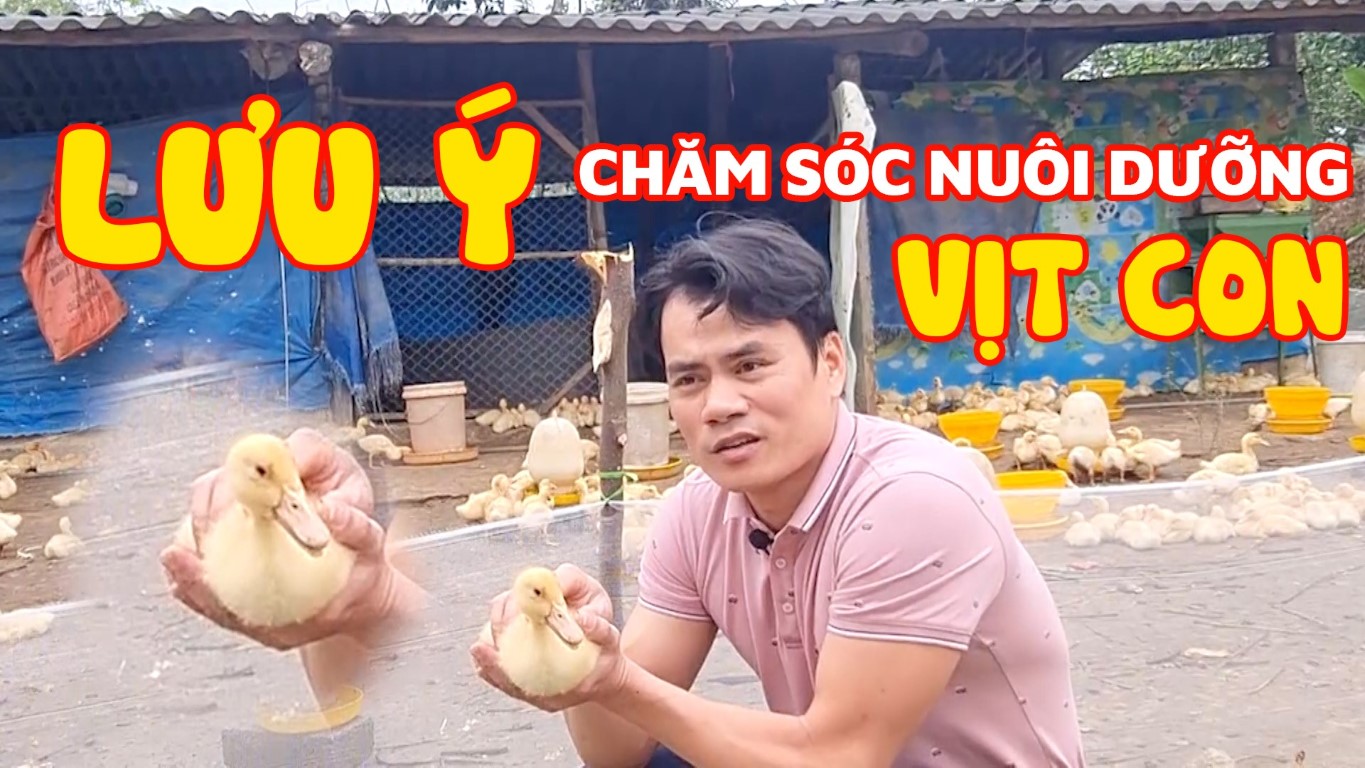 Lưu ý khi nuôi dưỡng, chăm sóc vịt con
