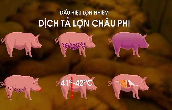 Biểu hiện của dịch tả lợn Châu Phi và các biện pháp phòng tránh 2