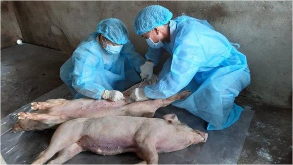 Biểu hiện của dịch tả lợn Châu Phi và các biện pháp phòng tránh
