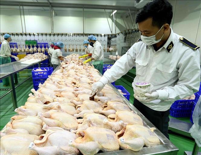 Hai giải pháp giảm chi phí sản xuất để cứu ngành chăn nuôi gia cầm
