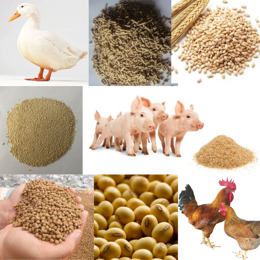 Những lợi ích của chất kết dính trong thức ăn gia cầm