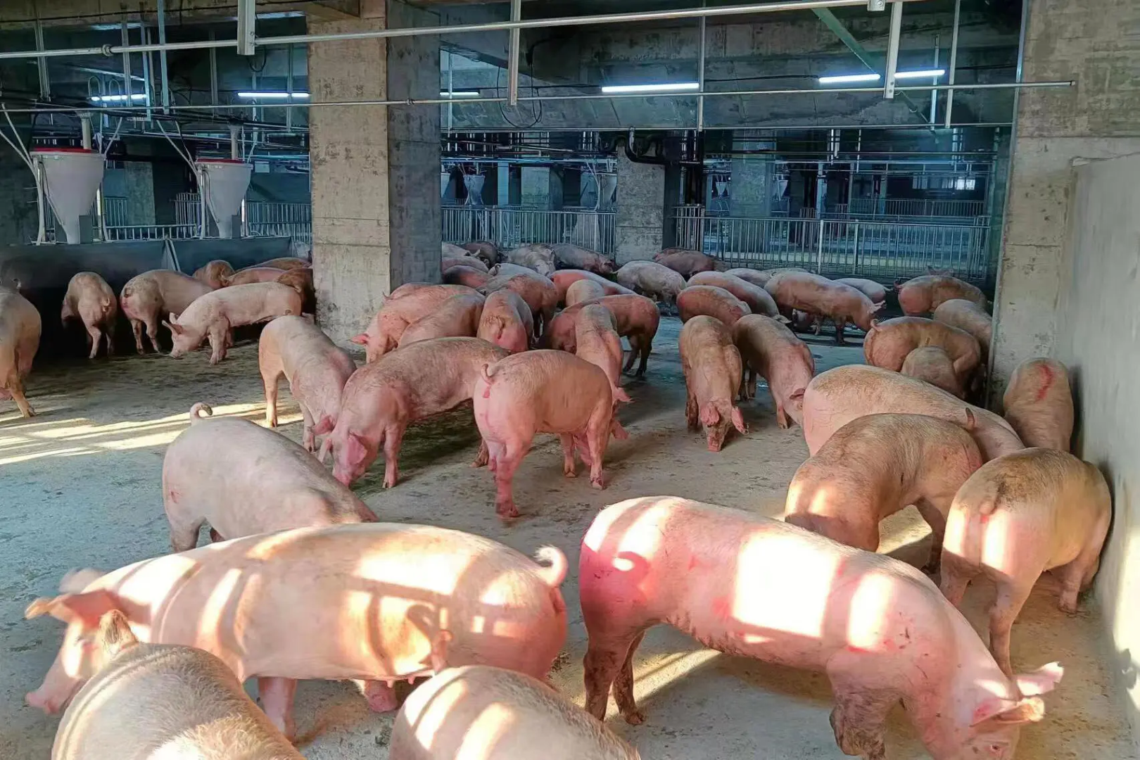 Tăng giá chưa lâu nhưng heo hơi trong nước gặp phải thách thức từ heo nhập giá rẻ