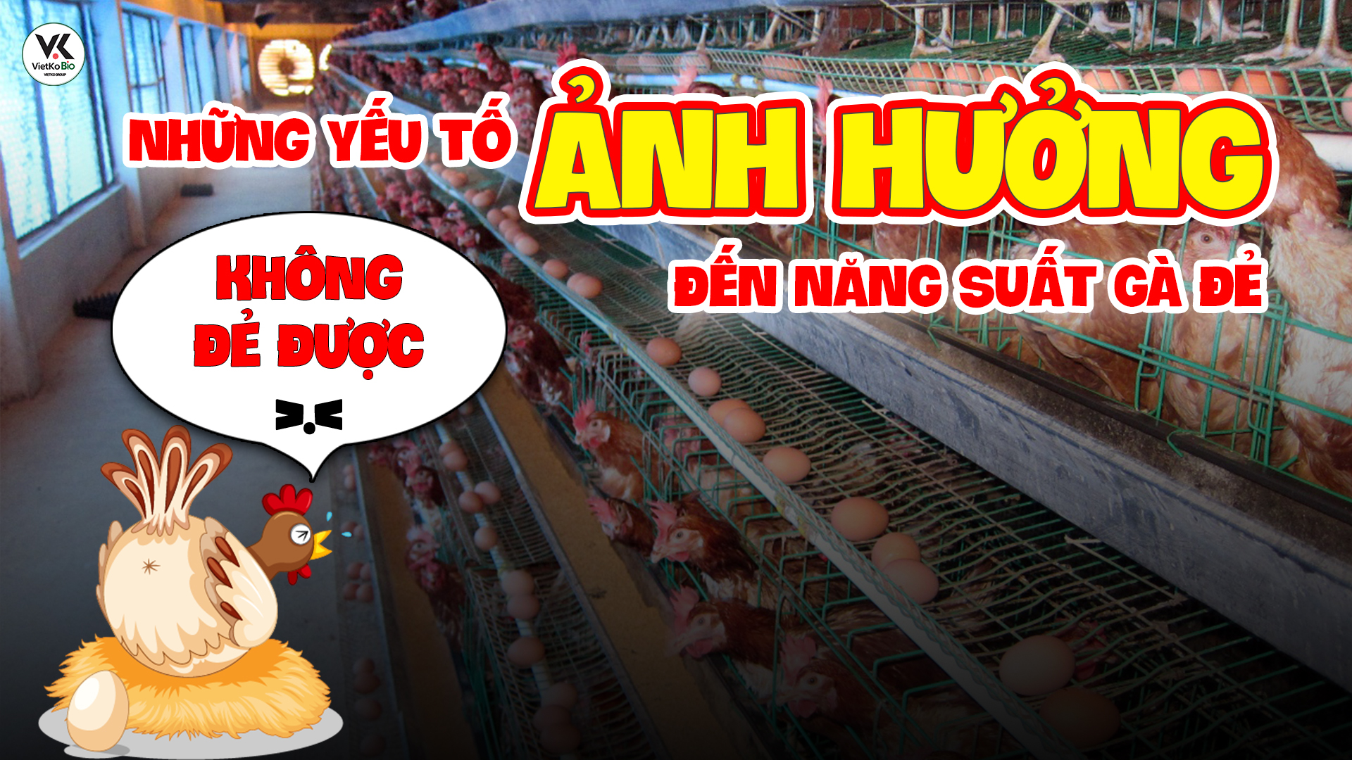 NHỮNG YẾU TỐ KHIẾN MÔ HÌNH NUÔI GÀ ĐẺ KHÔNG HIỆU QUẢ