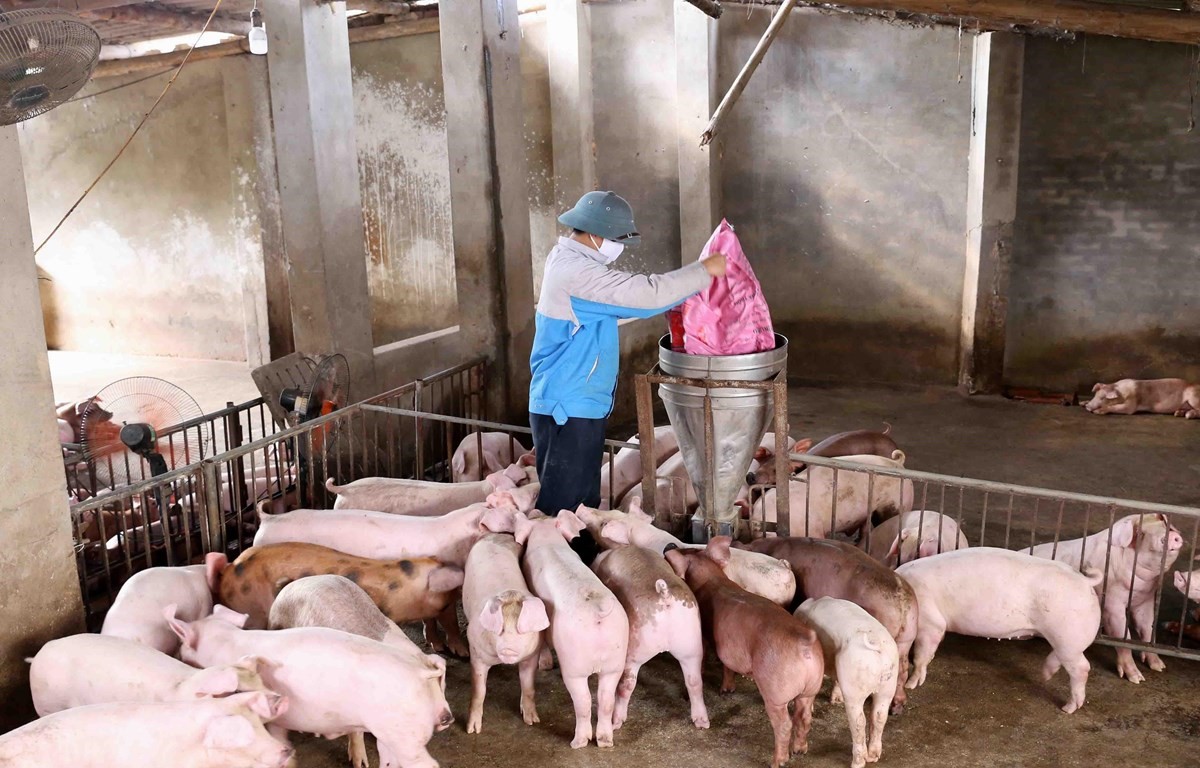 Nuôi heo an toàn theo phương pháp hữu cơ