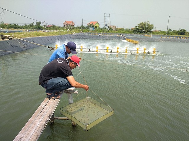 Giải pháp bền vững cho ngành tôm