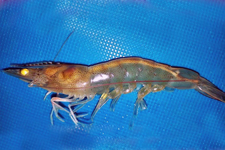 benh-phan-trang