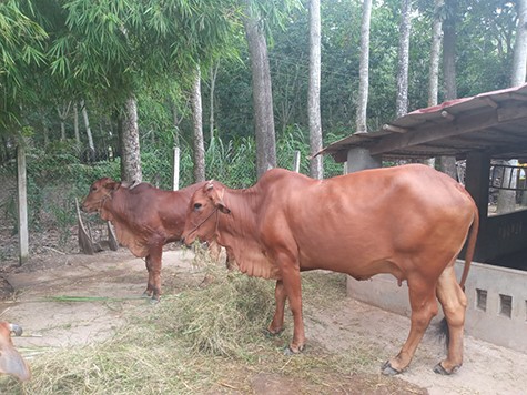 bo-tay-ninh